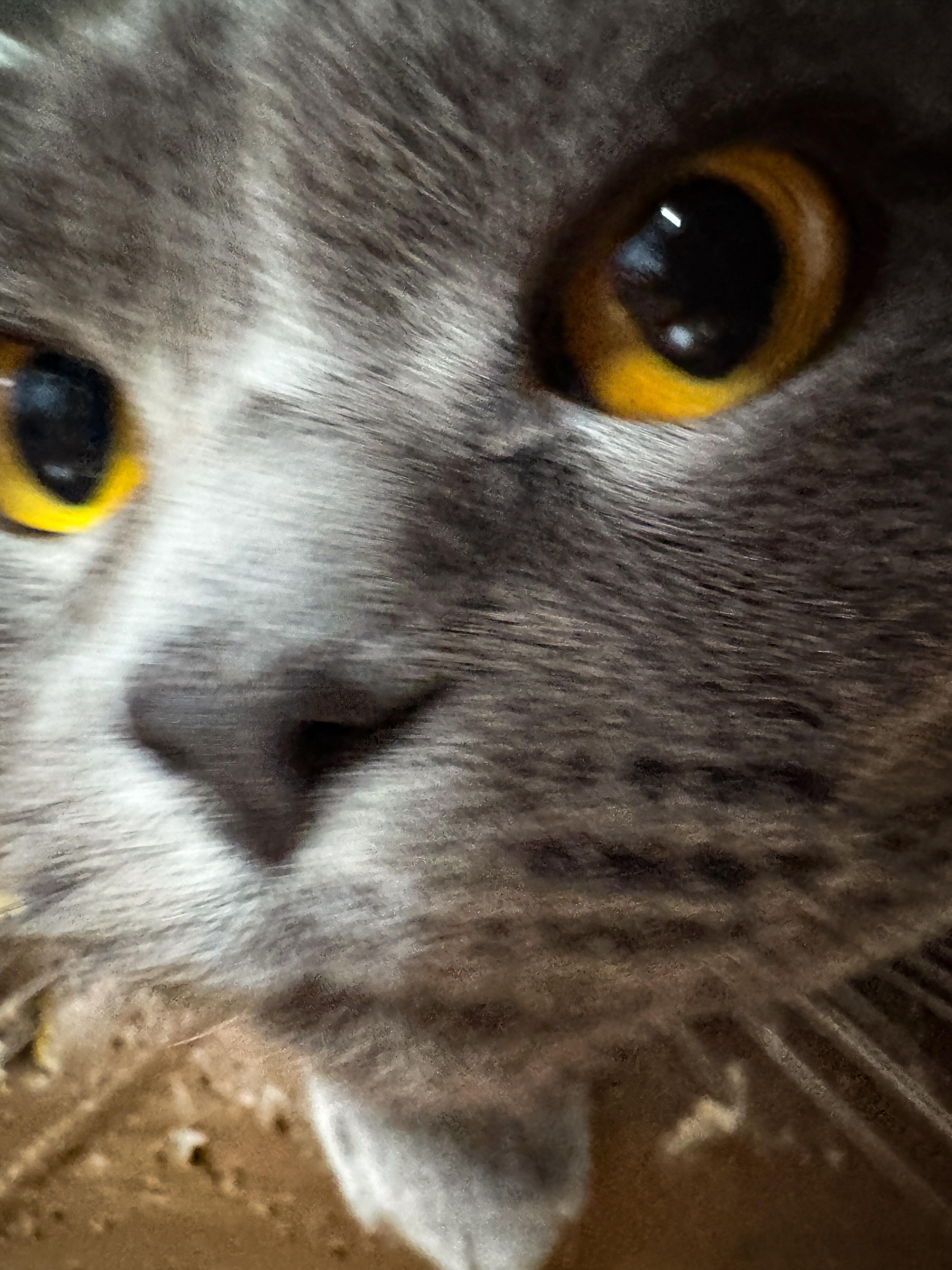 小猫是全世界硬通货世界 不能没有小猫！🐱 