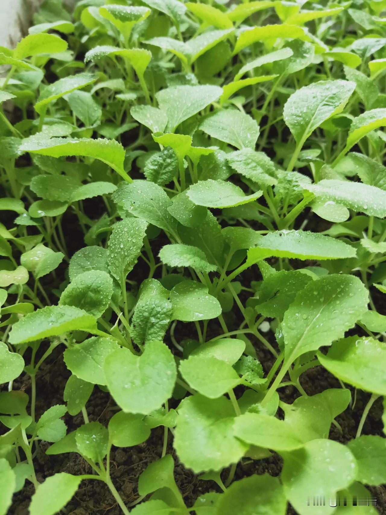 种了一个月的菜终于有点样儿了[呲牙]
因为经常旅游外出，家里养的花都蔫了
于是决