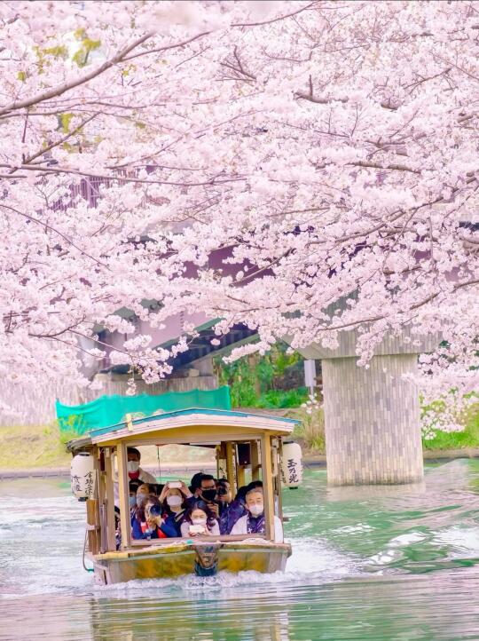🌸京都攻略 果然还是伏见十石舟的樱花最美