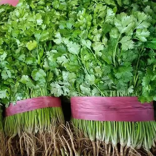 香菜，在我老家都叫它芫荽。性温，具有温胃散寒、助消化、缓解胃痛的功效。
如今又到