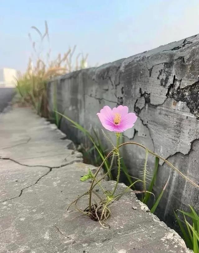 贫瘠土地里开出来的花朵最艳丽。

（网图侵删）