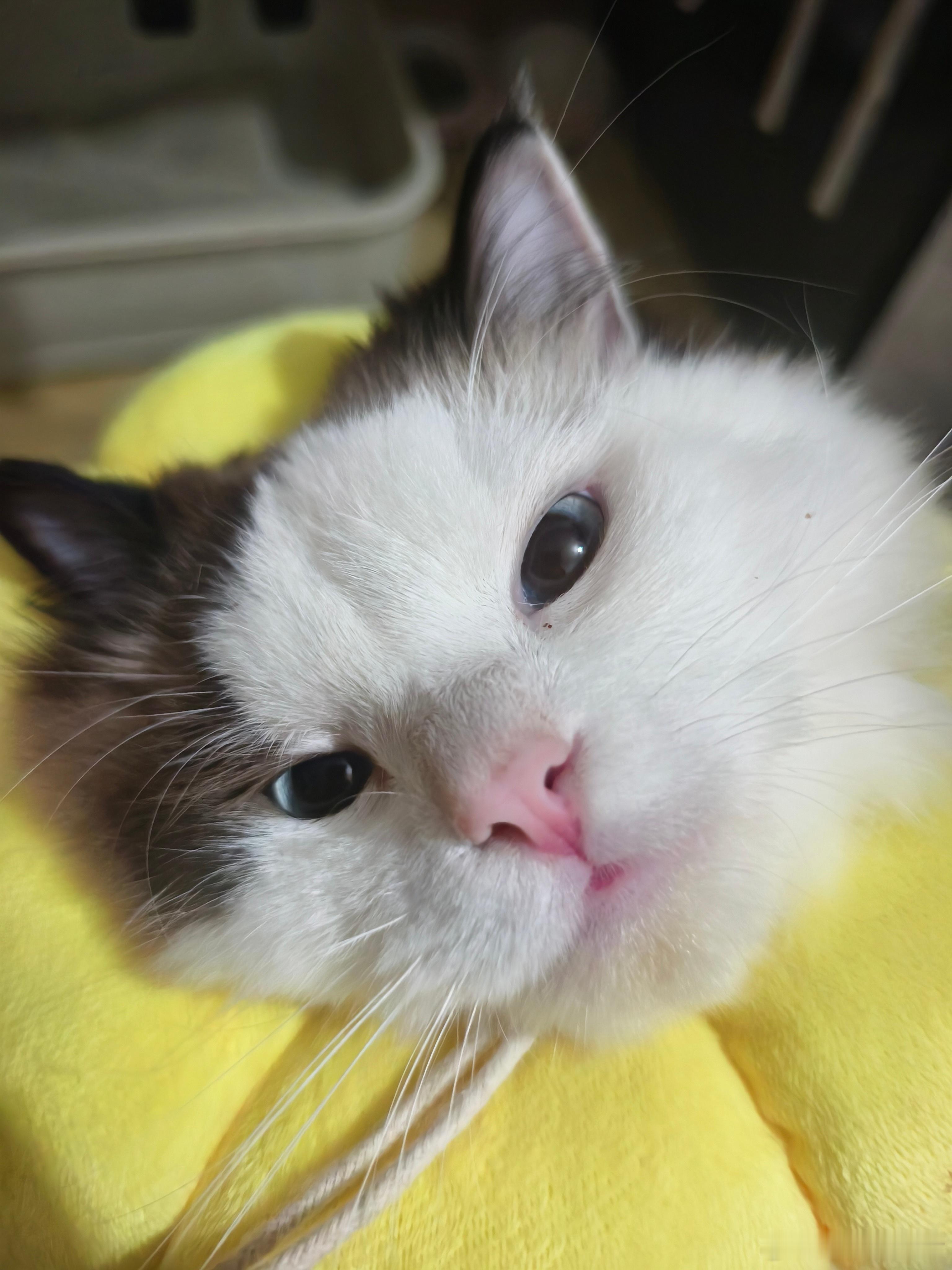 5月15星期五，晴，此猫咬了我一口 
