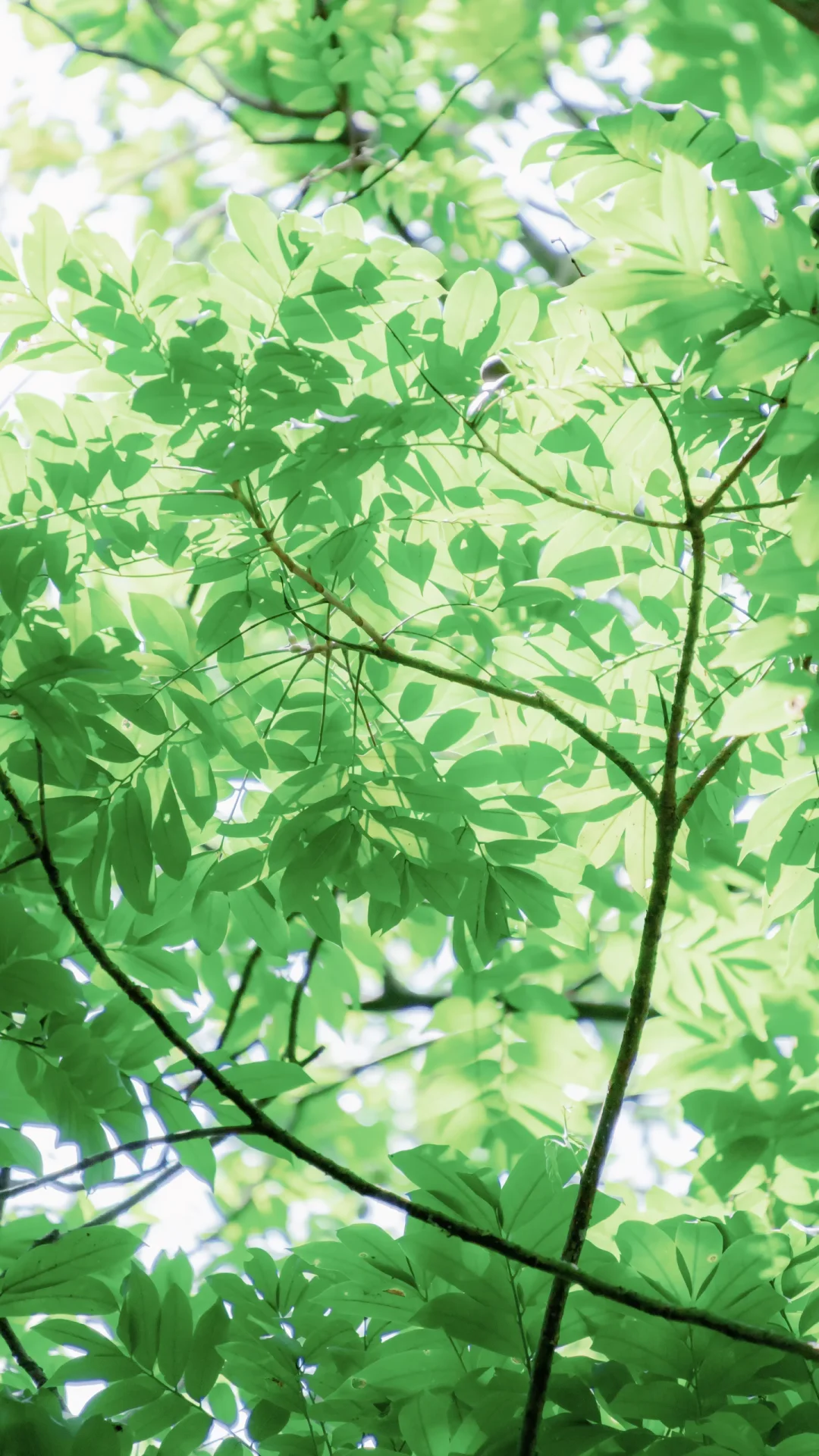 广州华南植物园太好拍了