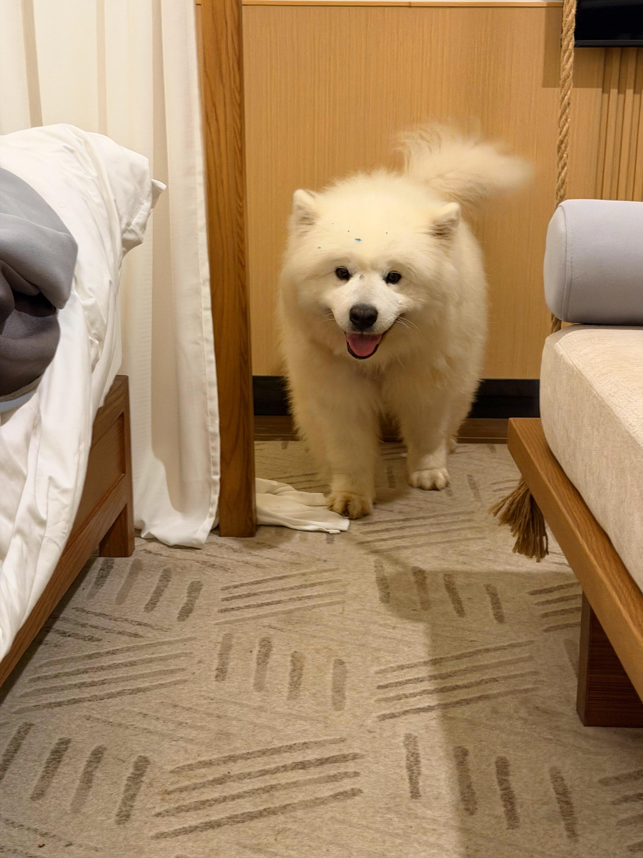 一组照片给你们看看电瓶车抢镜！