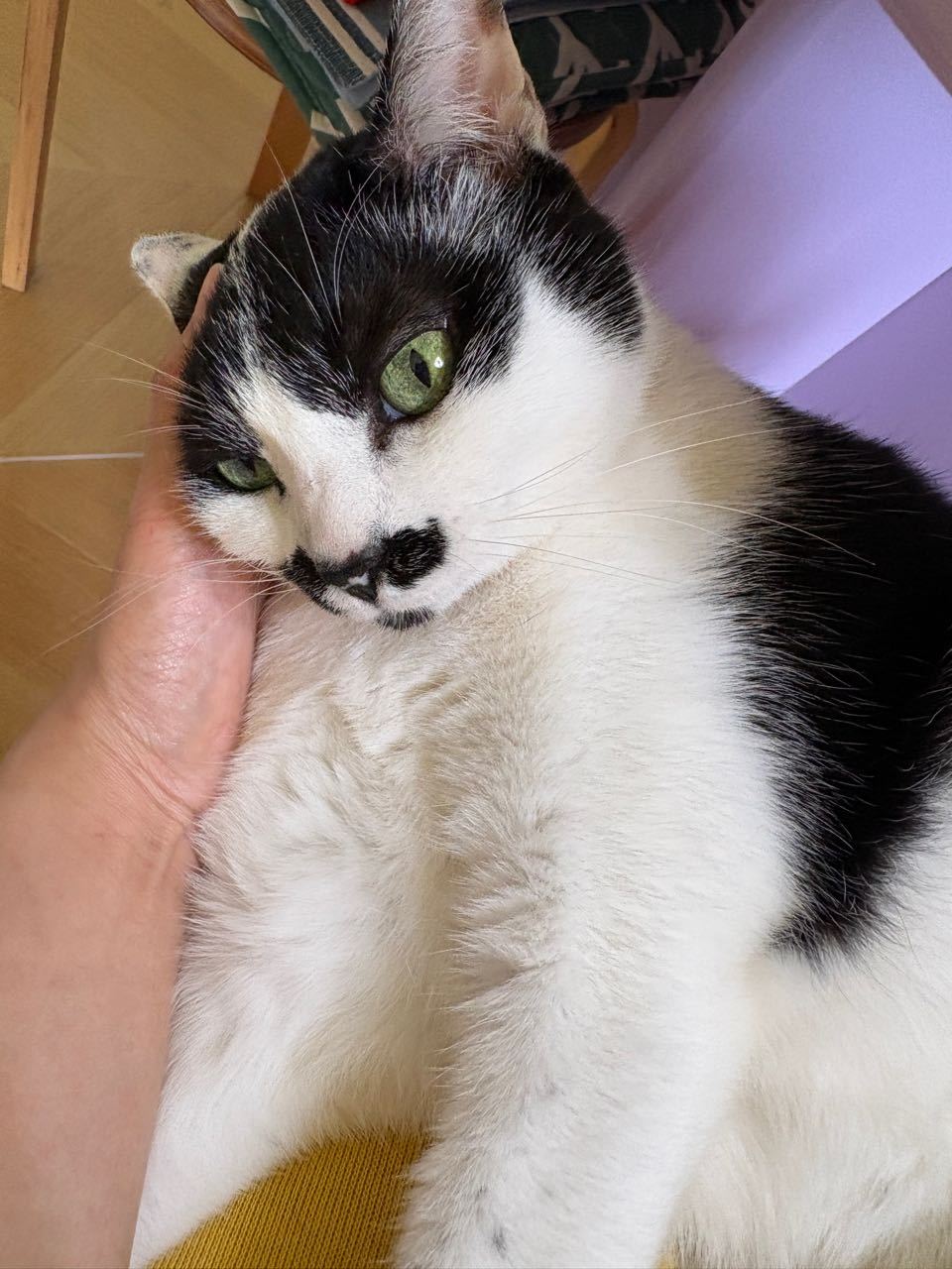 您托我脑，我是您宝。daily奶牛猫 （投稿：） 