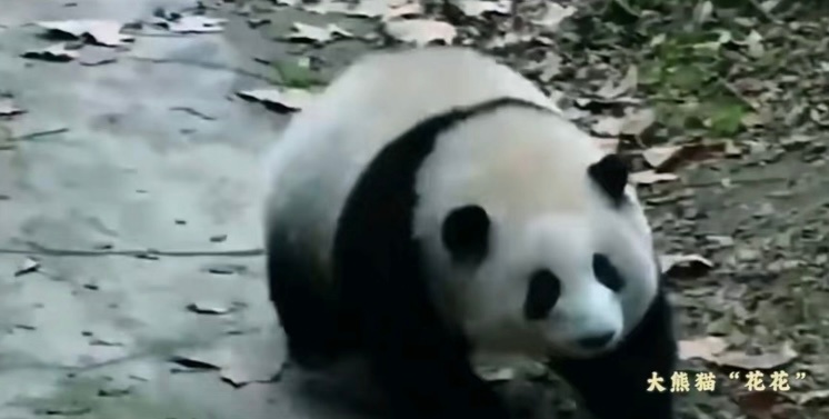 #文化中国行# 一直想去看🐼，花花太可爱了 ​​​