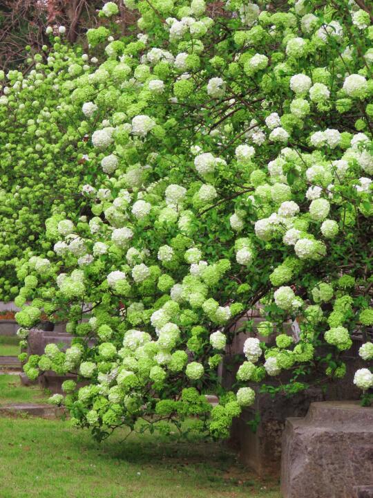 3月29日实拍‼️南京午朝门绣球花已开爆