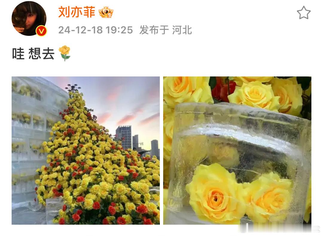 刘亦菲想要去哈尔滨看冰封的黄玫瑰，可以带我一起去打卡嘛[打call] 