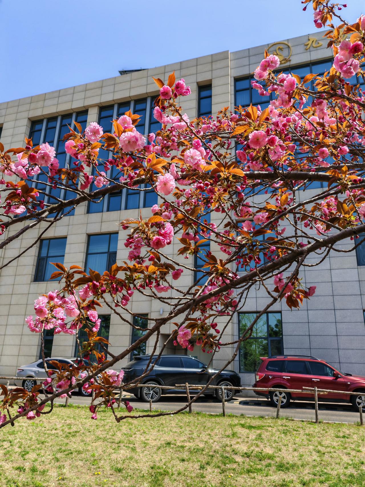 真的被陶醉了。赏樱花何必东奔西走，眼前就是大片的美景。随便一拍，就是大片。