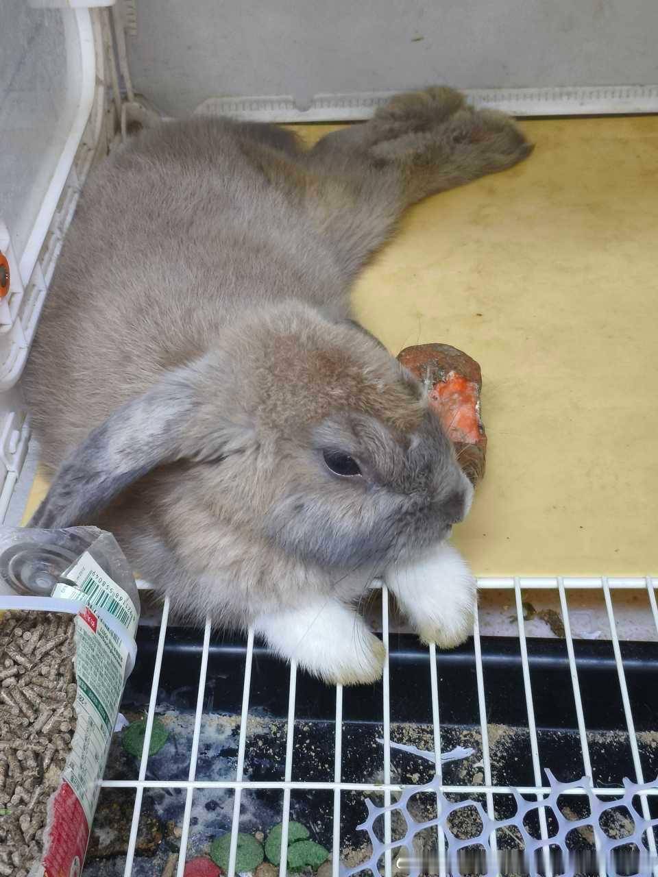 14567🐇【求助】在一个车库门口看见的兔，37度的天在外面放着，热的小狗喘，