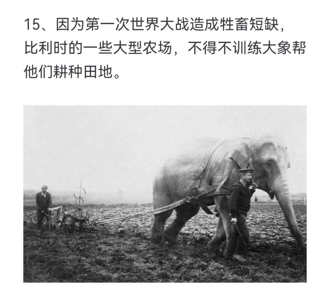 因为第一次世界大战造成牲畜短缺