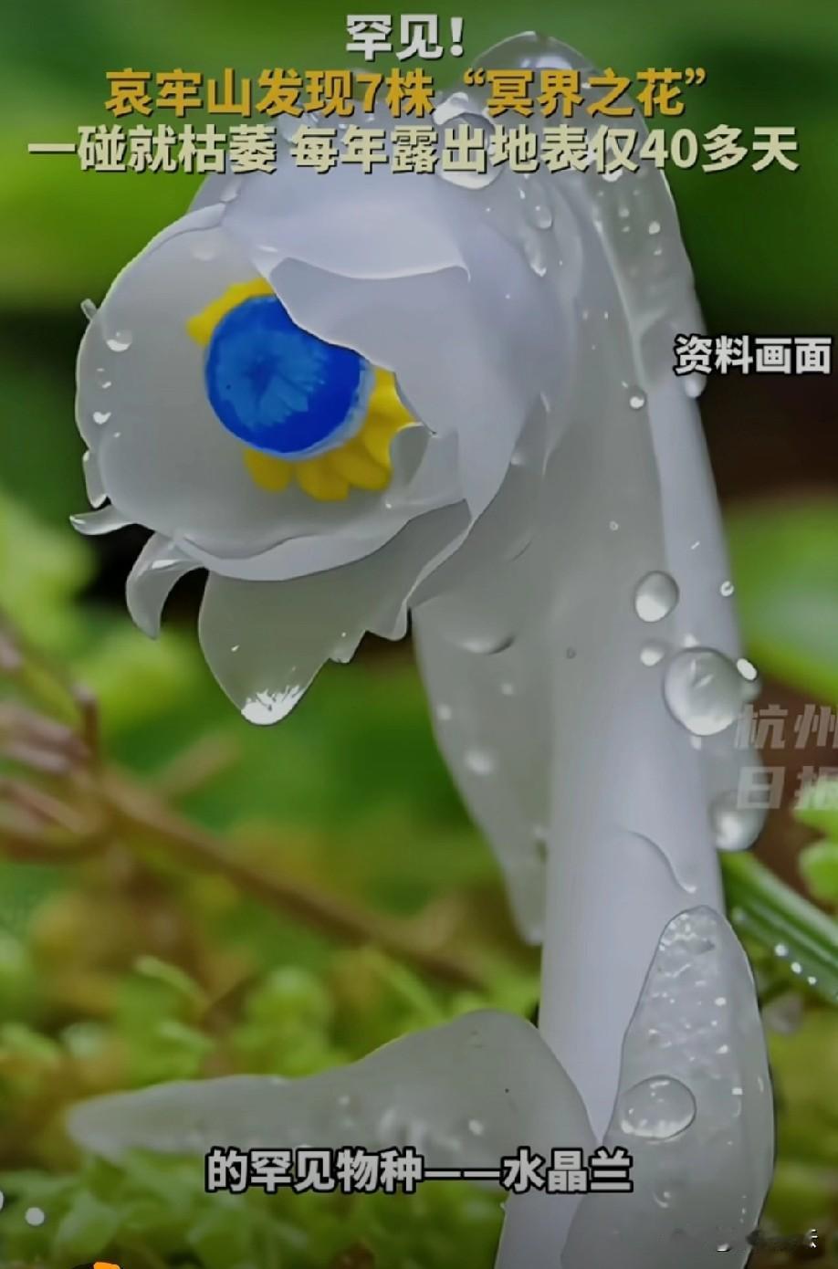 这么神奇的吗？[what]
能不能吃？
不知道啥味道？[what]