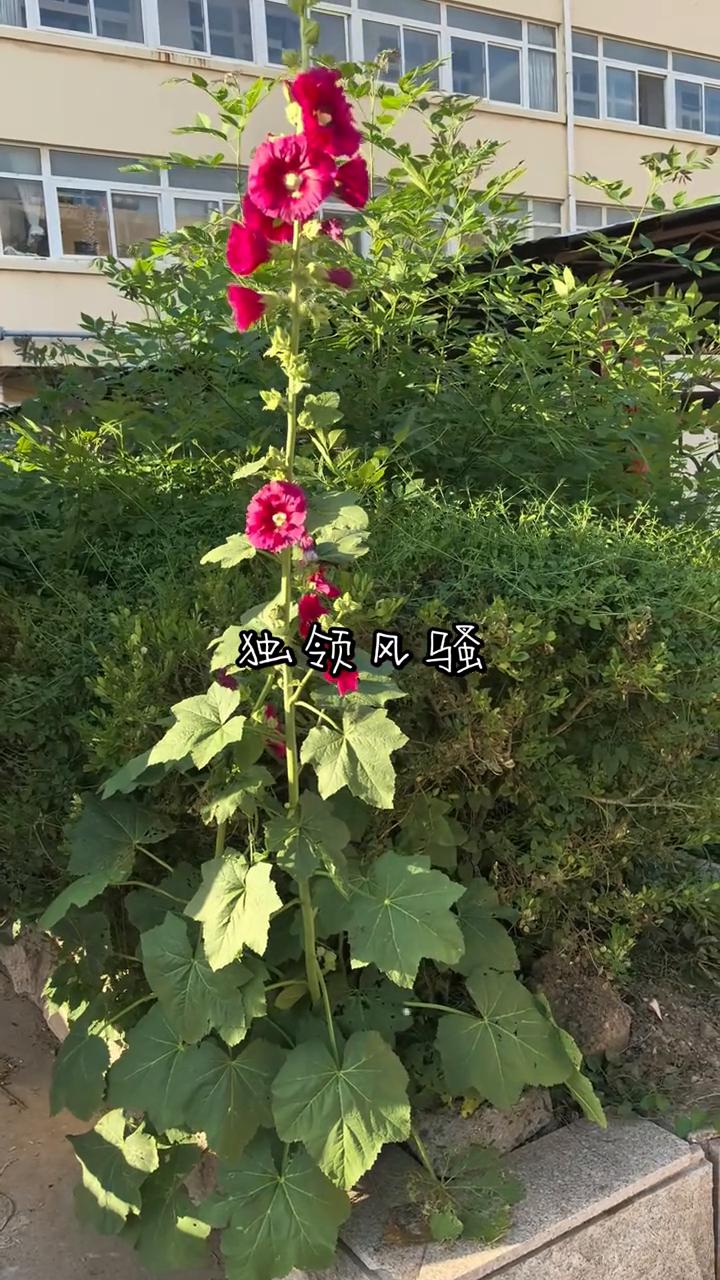 独领风骚。