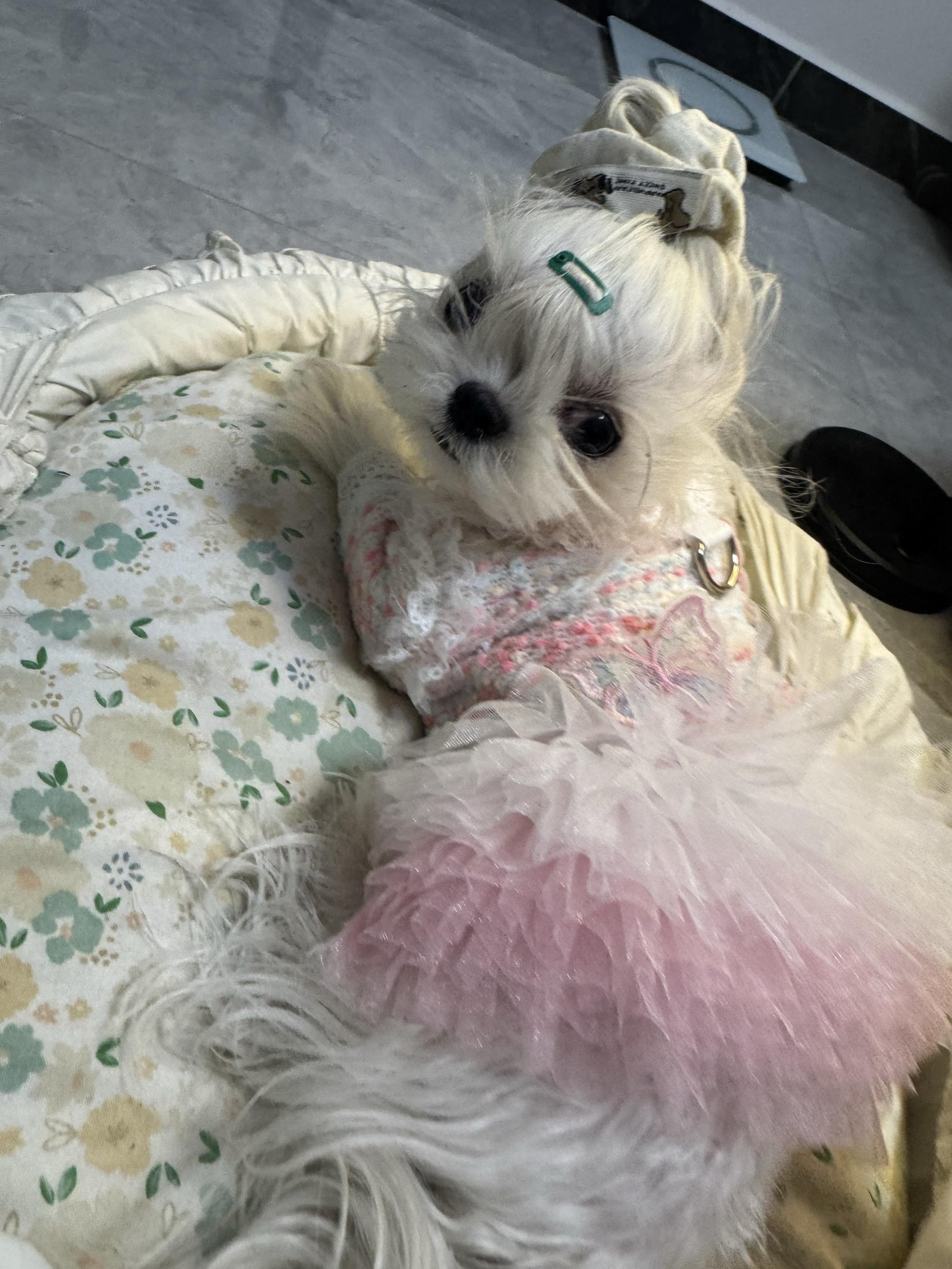 可爱小公主马尔济斯