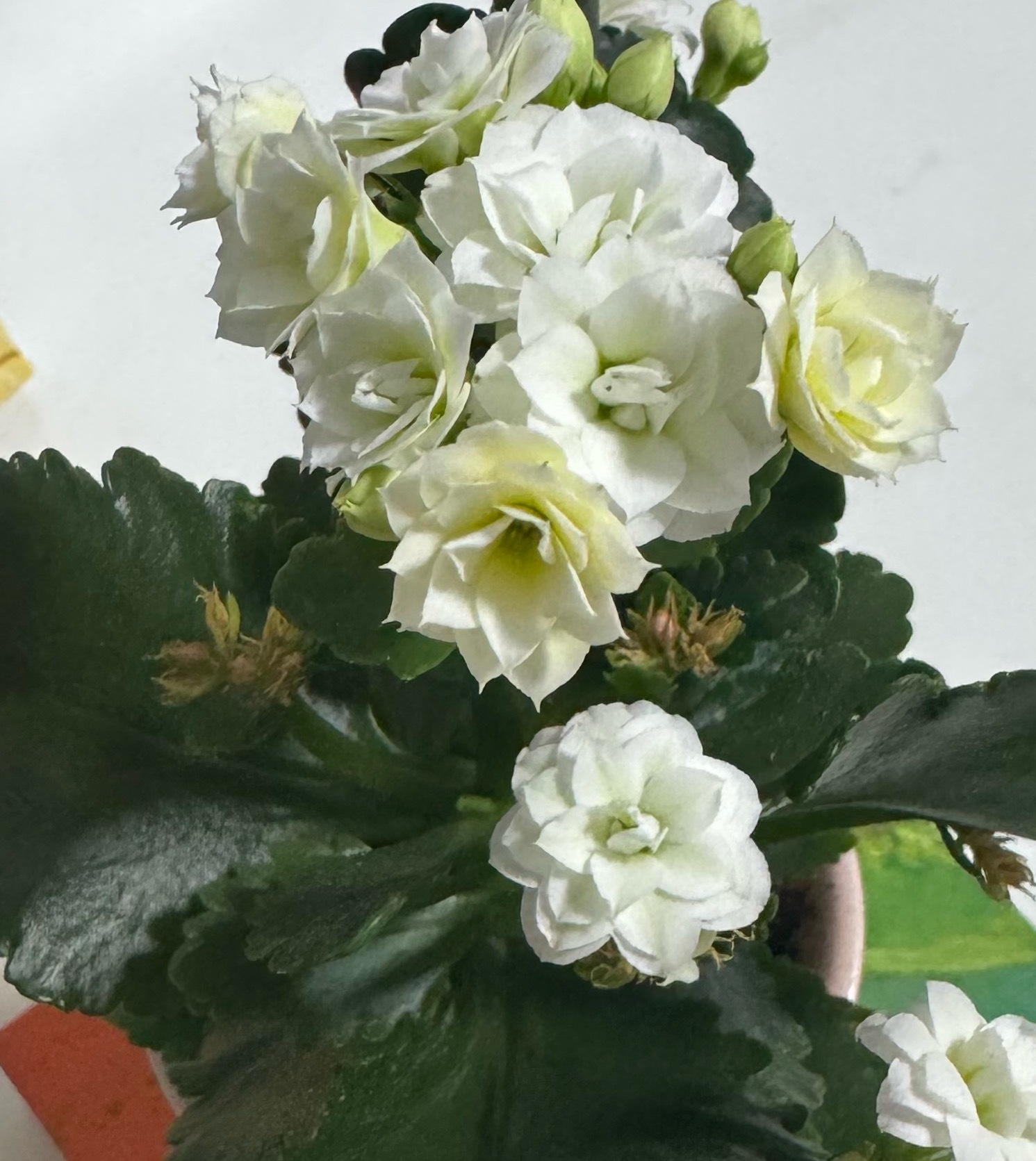 俺的长寿花开了，不过为什么图片上是彩色的，我的是全白的？
