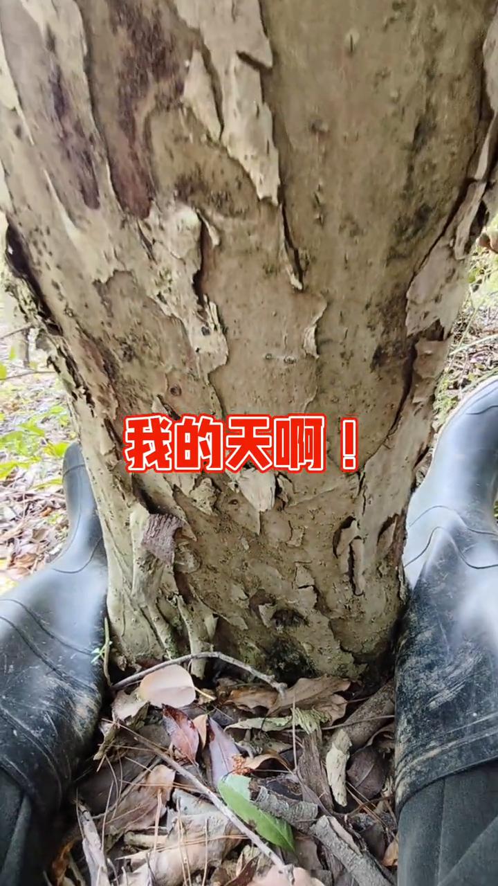 我的天，发现了千年帝王木，好好地跟它拍一下。