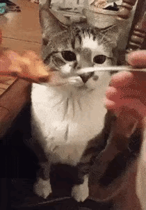 我看不懂，
这食物猫是嫌弃呢？还是喜欢呢？