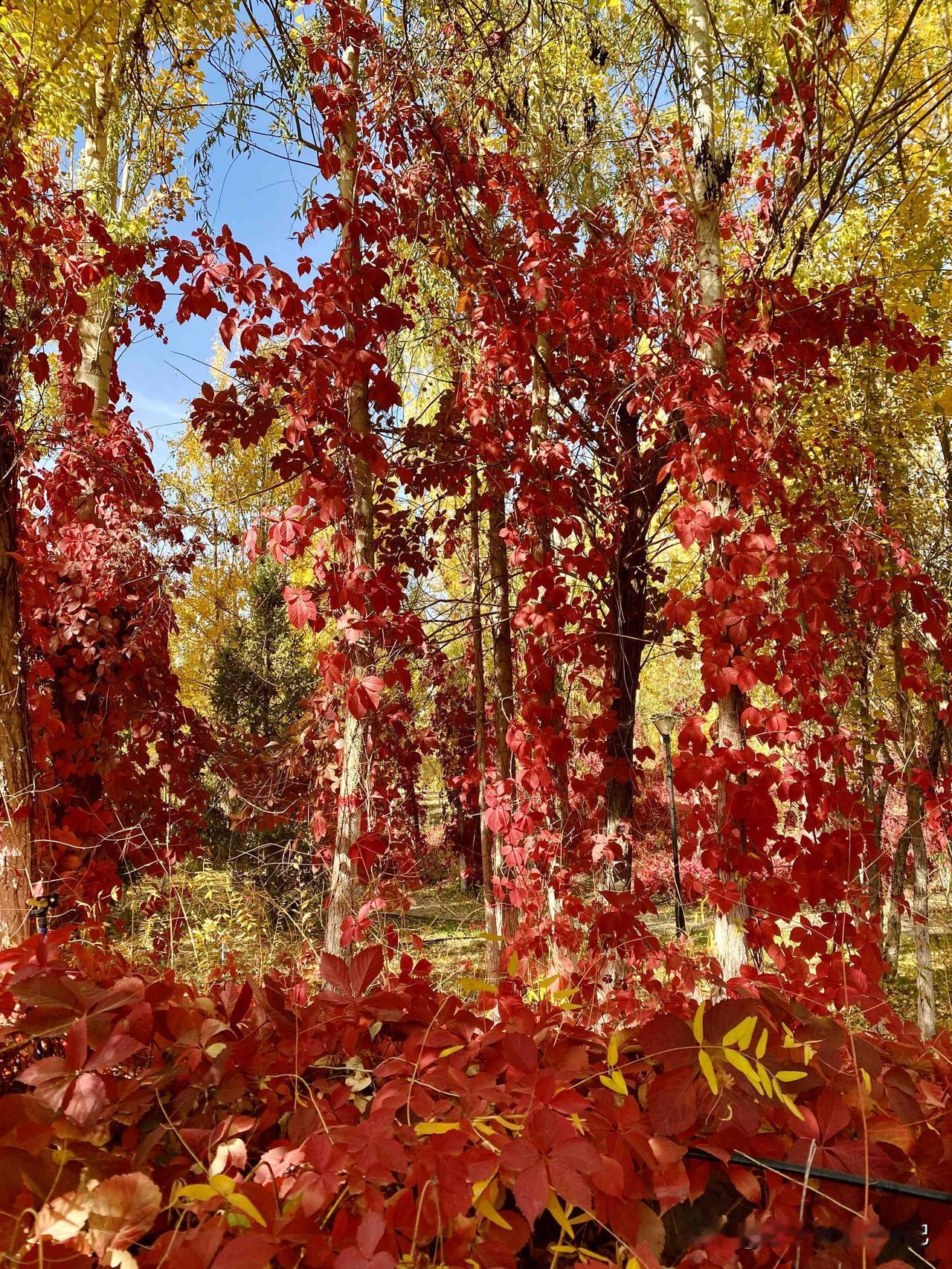和硕县：初识南疆的烂漫秋色，原来，不止有期待的胡杨！

南疆风景和硕县旅游