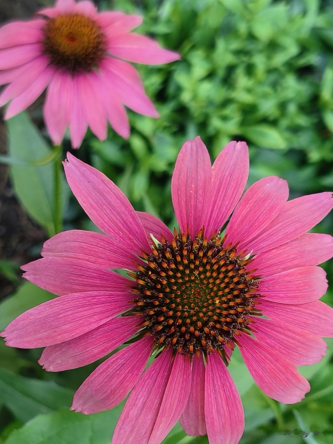 ＃松果菊＃这花的颜值不低！
它色彩丰富，有黄色、橘黄、白色，还有淡紫、粉红、玫红