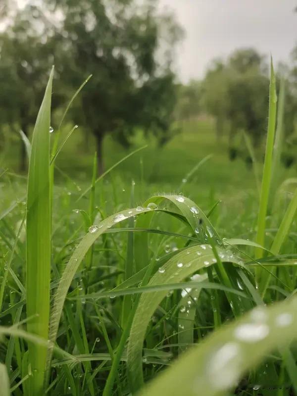 “细雨无声芳草绿，微风有意落花红”，这对联对得妙啊！上联中，细雨悄然落下，滋润得