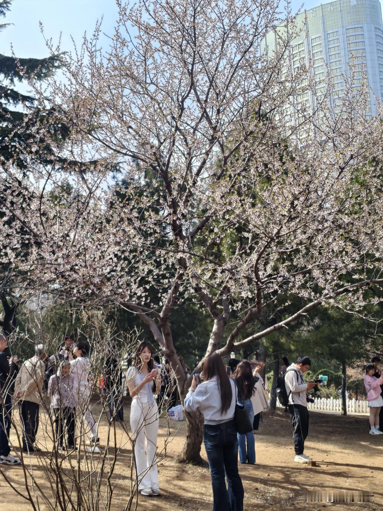 大连现在正是赏樱花的季节~

龙王塘樱花园的樱花已经开放‌，
且处于‌盛花期‌。