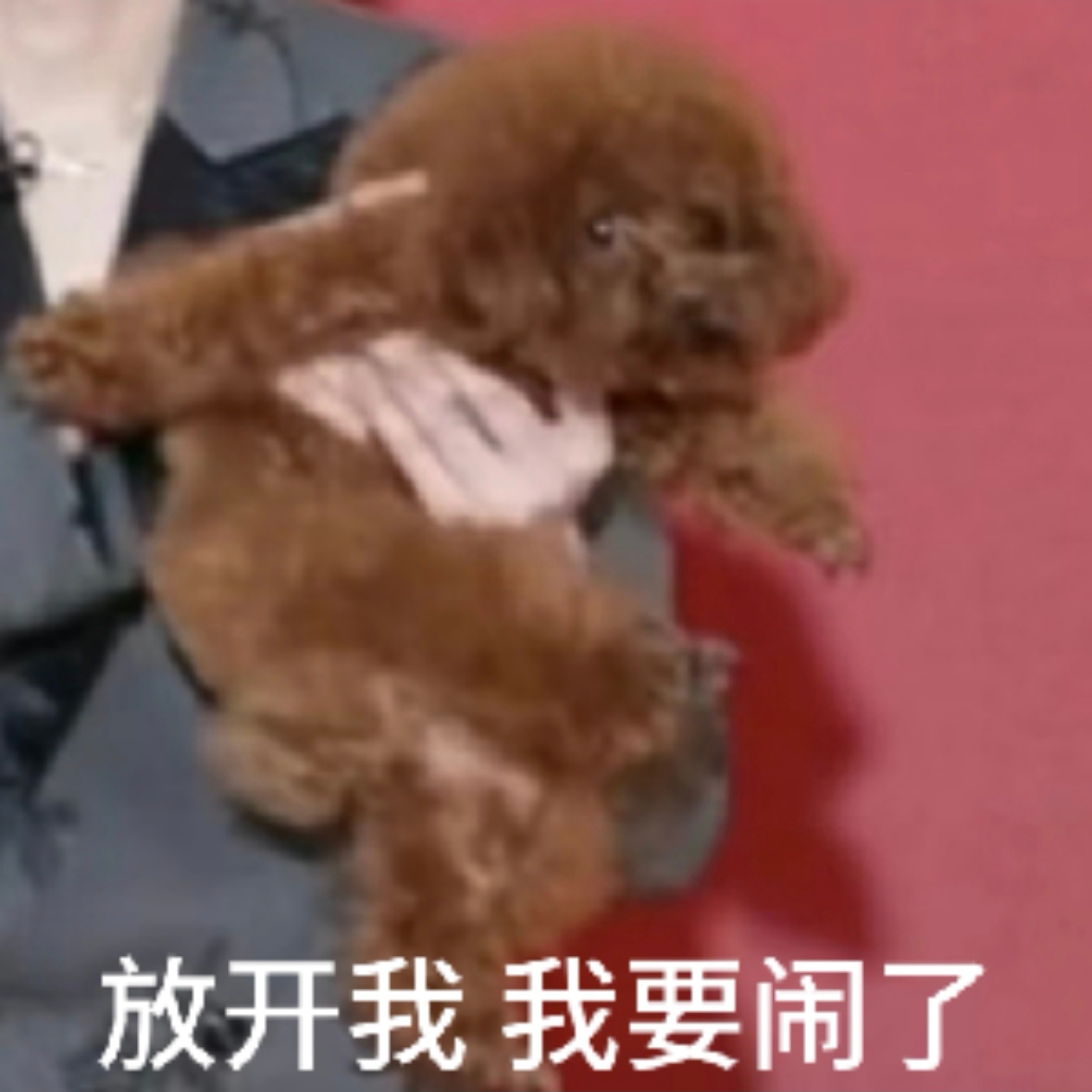 喵的被迫中断看视频打电话到现在，我要继续品味了