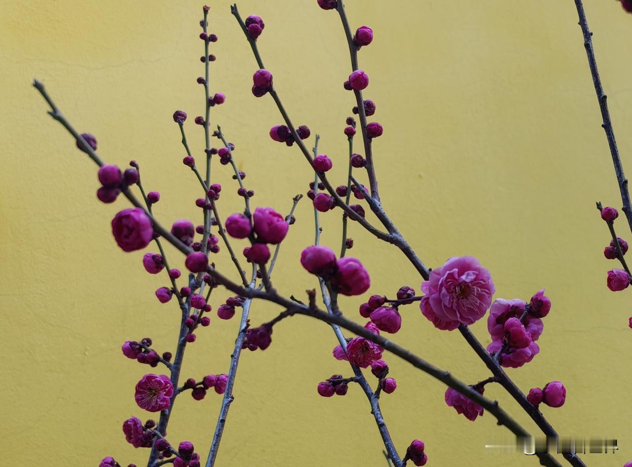 2月14到了！今天阳光灿烂，气温更是升到了20度，真是暖洋洋的感觉啊！

早上出