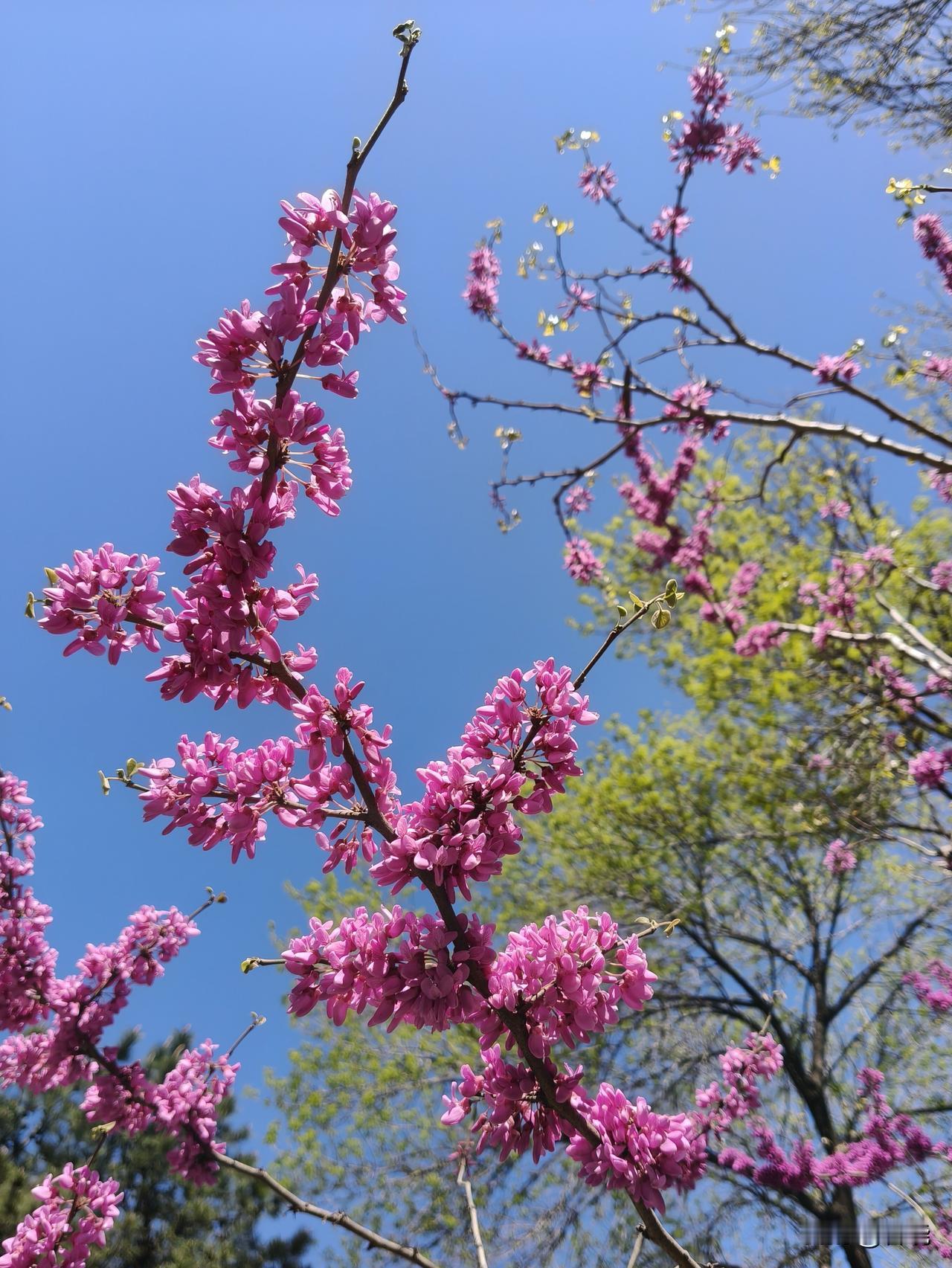 紫荆树和丛生紫荆
小月河南畔，有几株紫荆树，树上开满了紫荆花。（图7）
小月河北