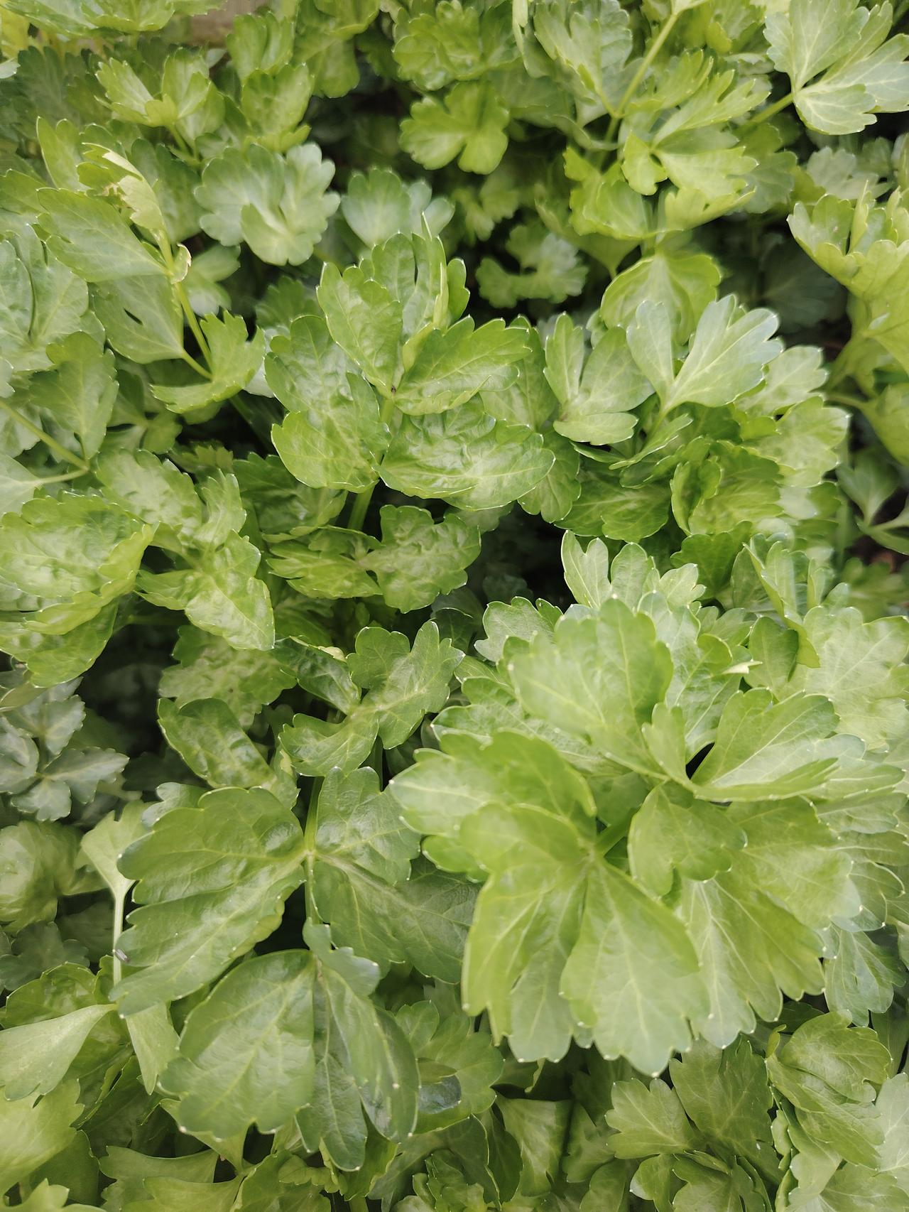 分享手机里最美的风景一丛青芹，满目绿意。叶片在阳光下舒展，脉络分明，藏着自然的灵