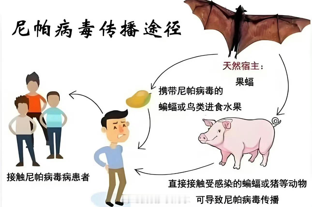 尼帕病毒感染死亡率可达40%以上还有二十天过年了，这是干什么，连印度人都扛不住的