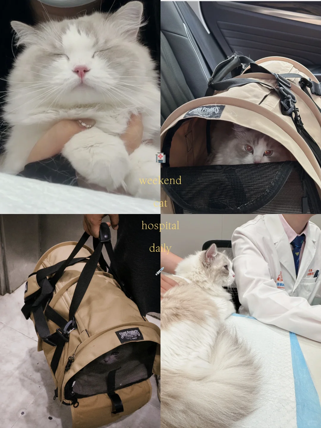 record📝“临时带小猫看个病
