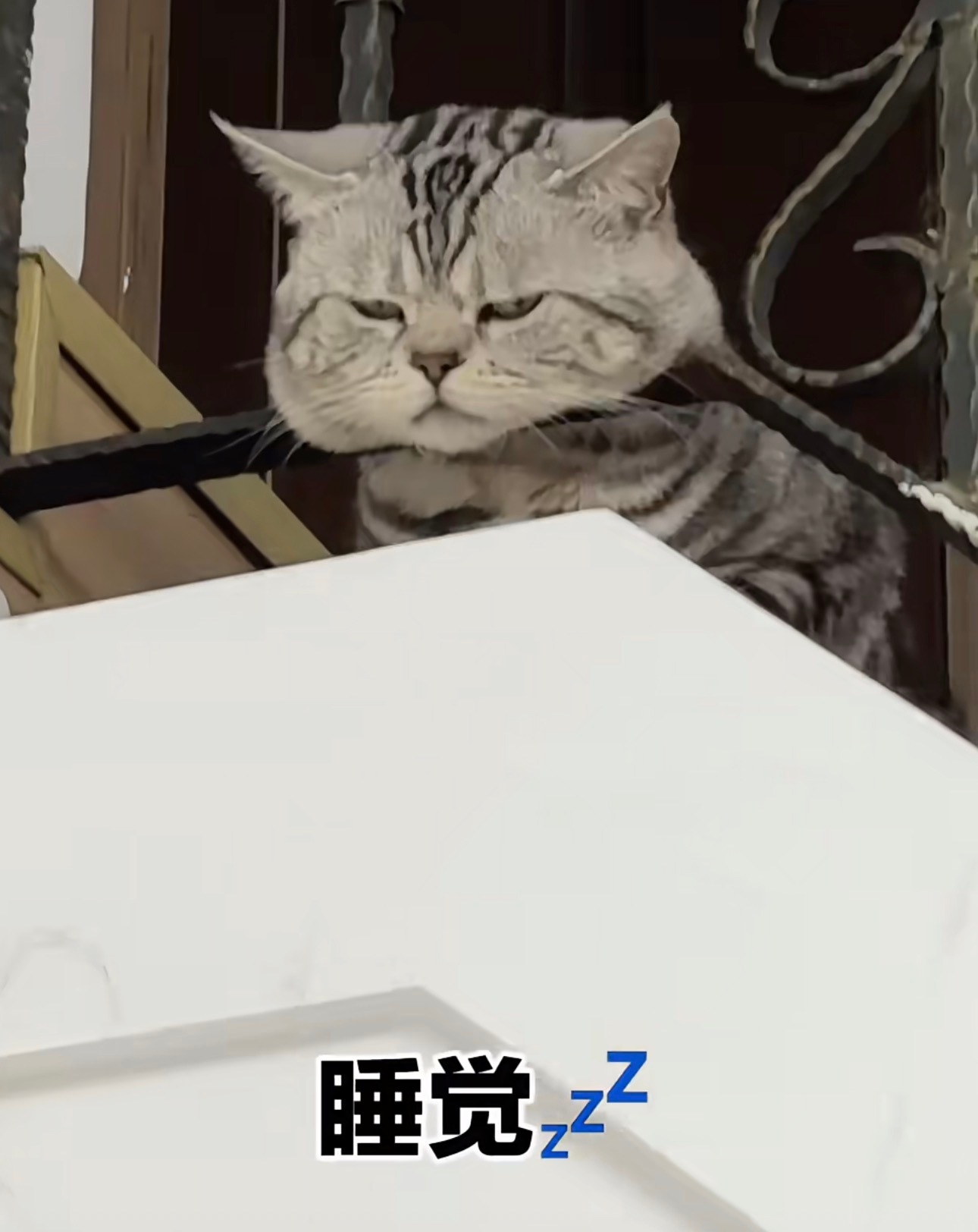 明天我会坐在路由器上🤞🏻 