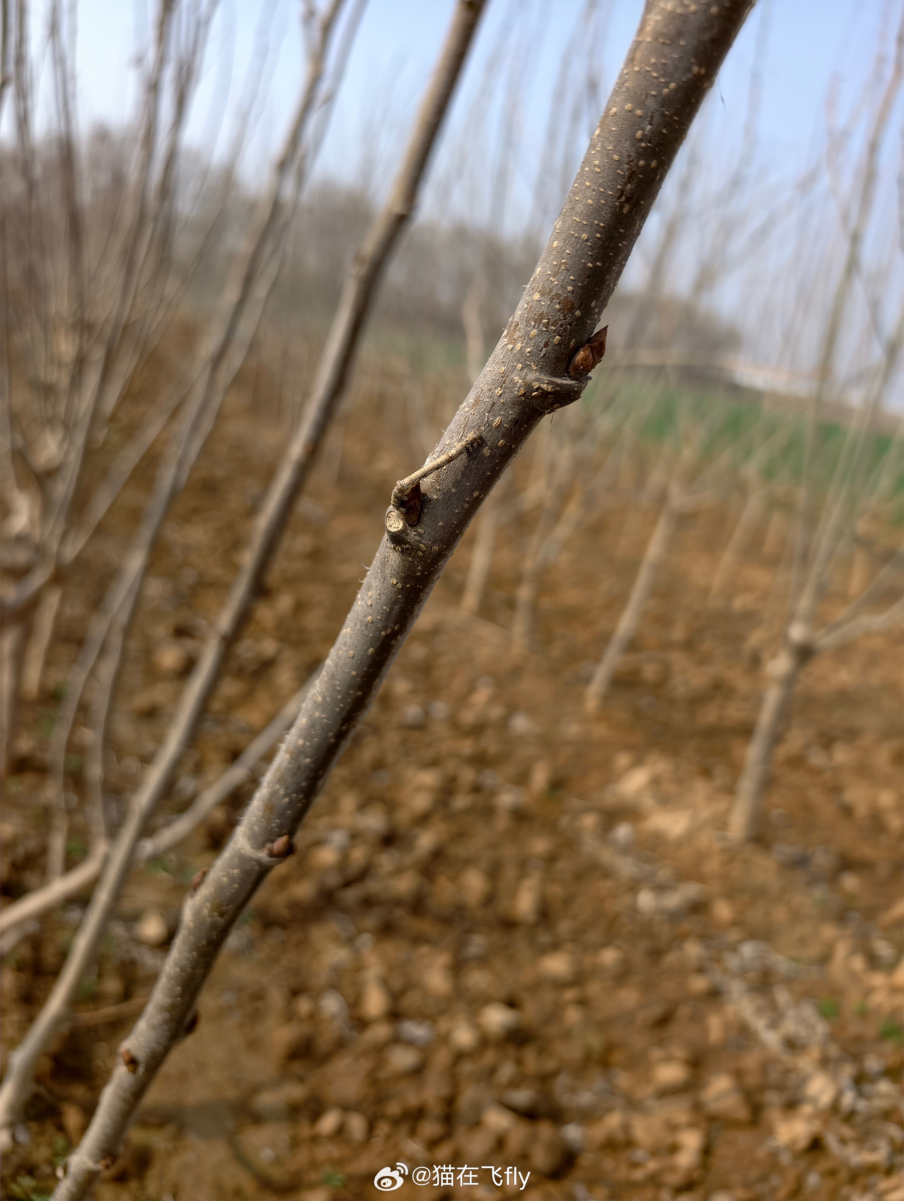 找亮点……（猫有个跟踪仓的14%+，开心了） 