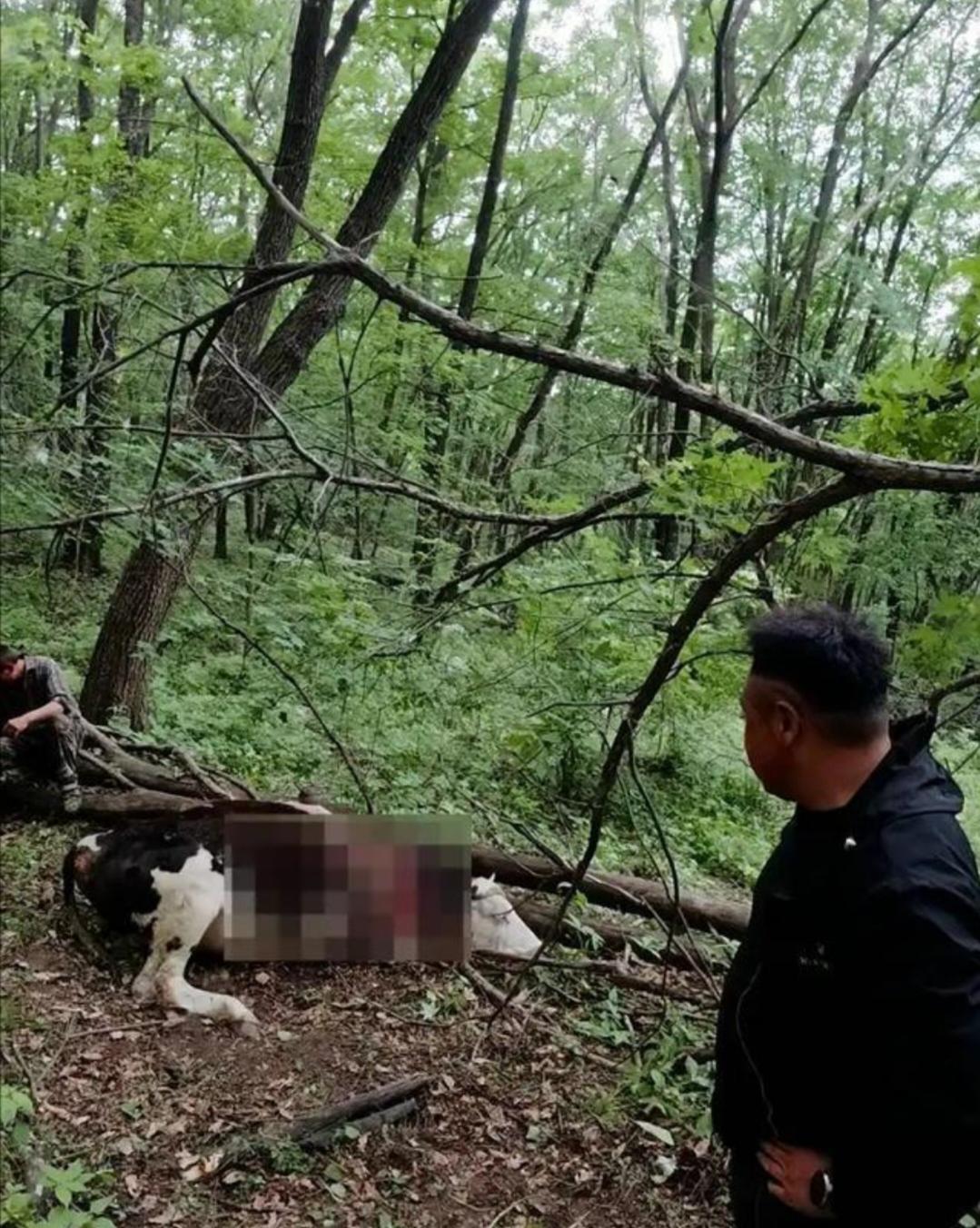 村民与虎对视，爬树求救腿吓软，野生东北虎再现吉林山林。
5月31日，吉林省蛟河市