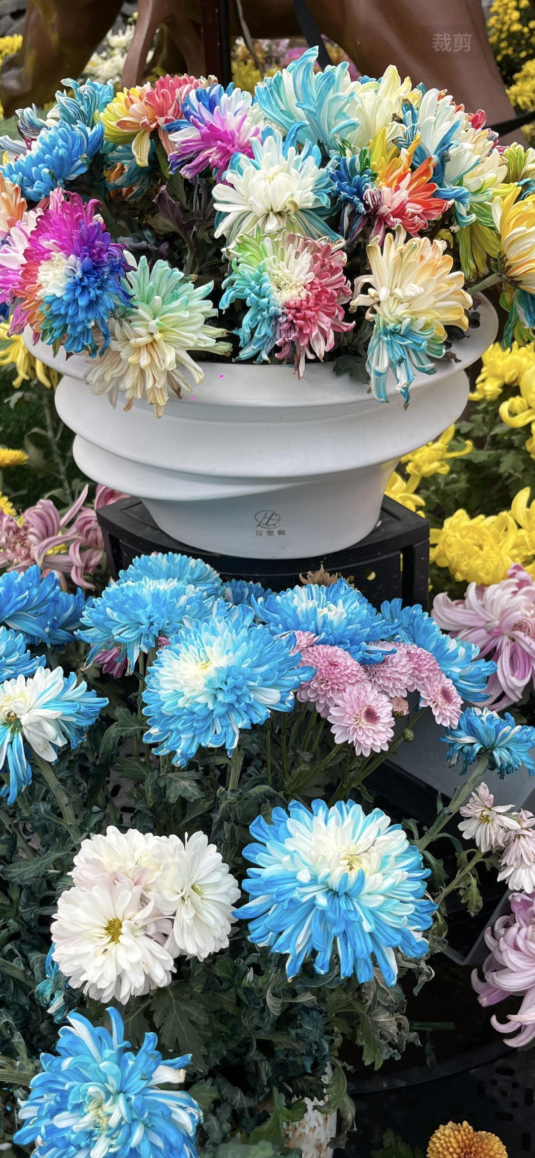  七彩炫菊是河南开封独有的品种，一朵菊花开出红黄白蓝紫等多种颜色来，外行人以为是