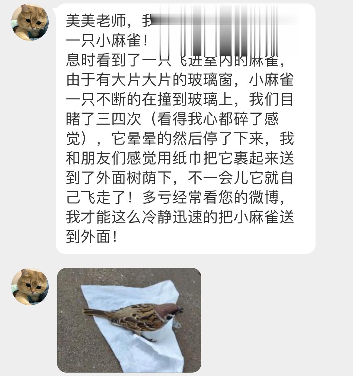 #鸟粉投稿# 飞进服务区的小麻雀 撞得晕头转向的小天才解救了它[开学季] 已经飞