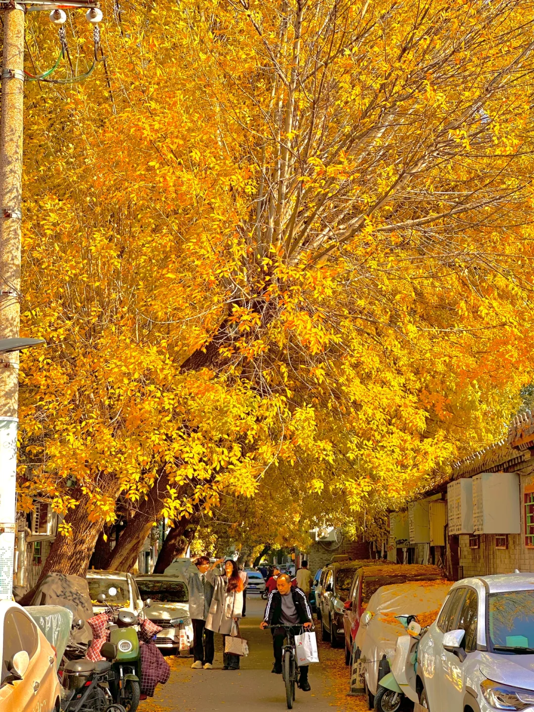 号外📣10.31最美赏秋线路错过等一年附地图