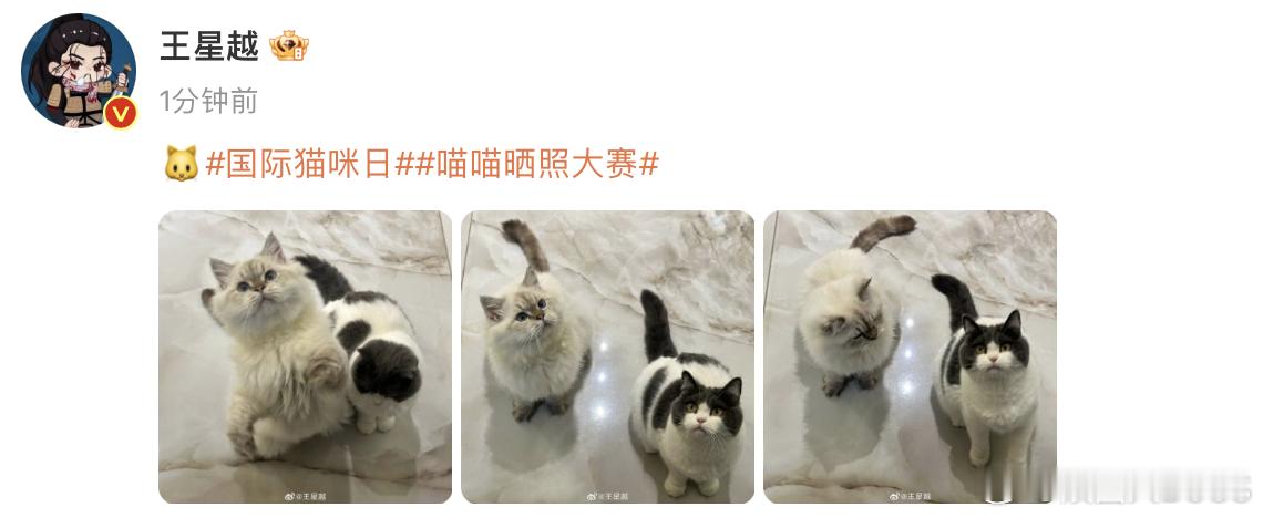 #王星越晒猫三连拍# 王星越​ ​​​​发图晒猫猫，真的好可爱啊！看得出来二猫一