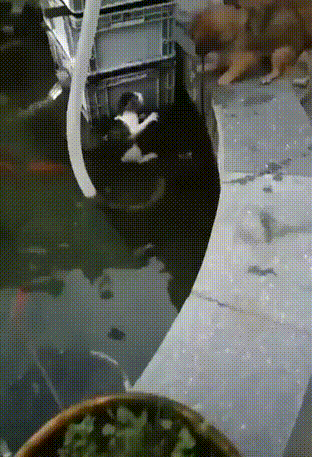 狗狗真的是善良的动物[心][心] 