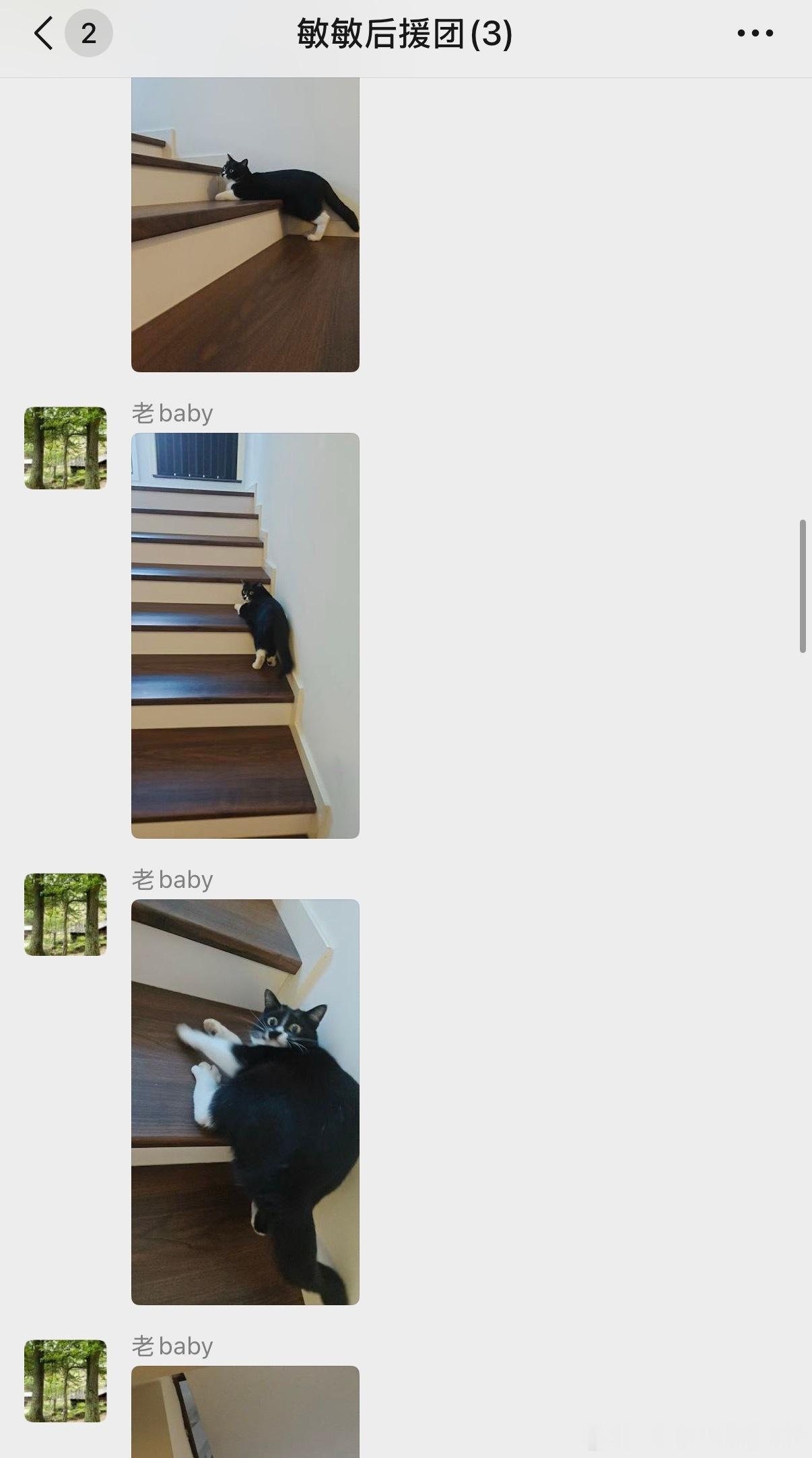 一家子猫猫教ಠ_ಠ 