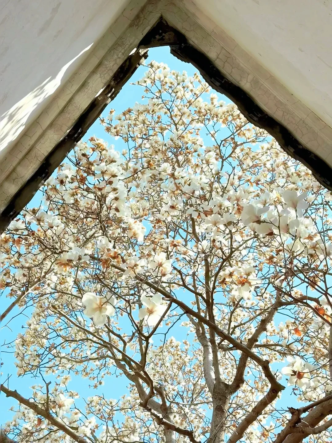 3.17live实拍 | 苏州这棵白玉兰直接封神了