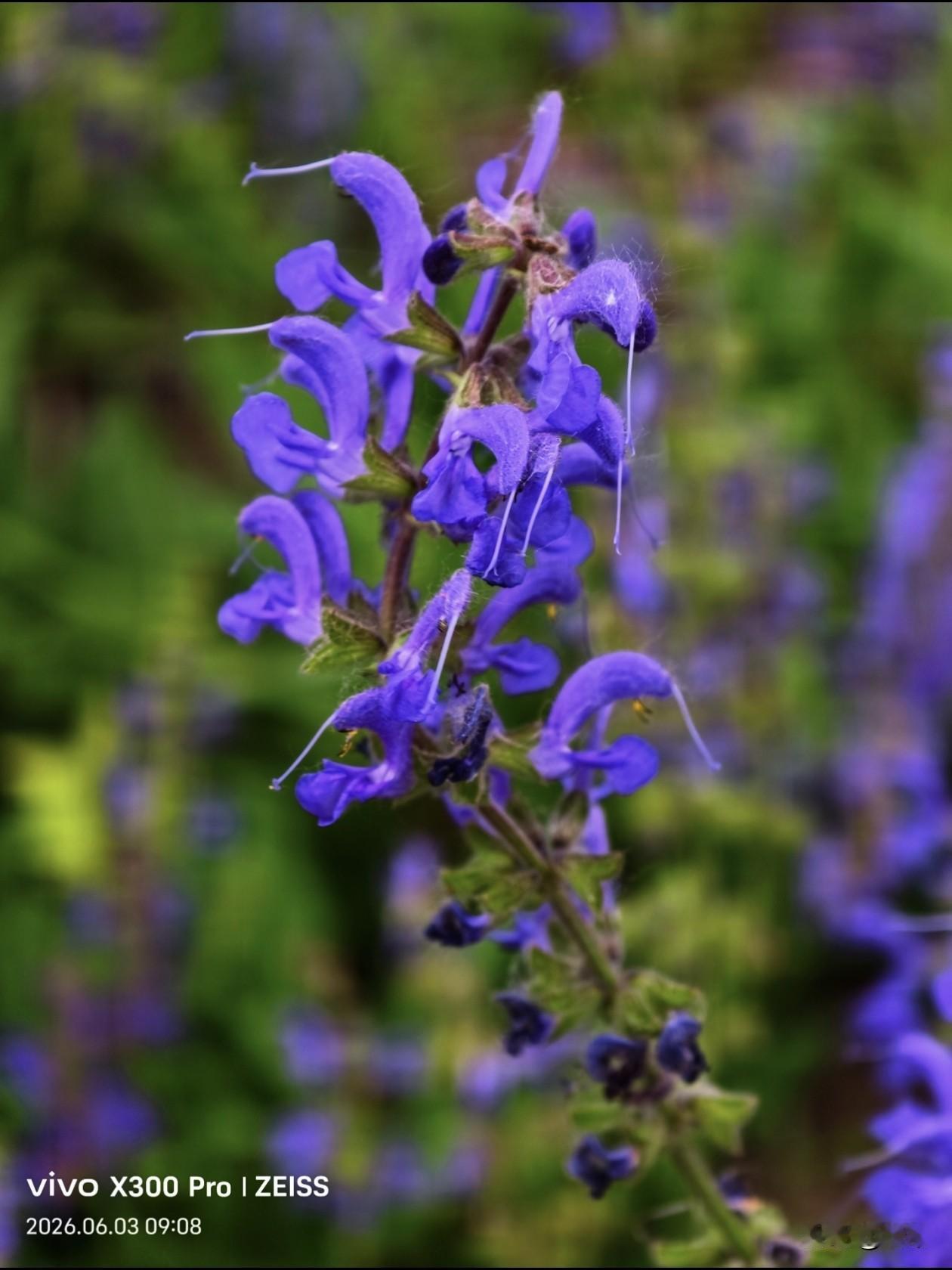 【原创\图文】

林荫鼠尾草。成片的蓝色小花，一串一串的，风吹过像蓝色的海洋波涛