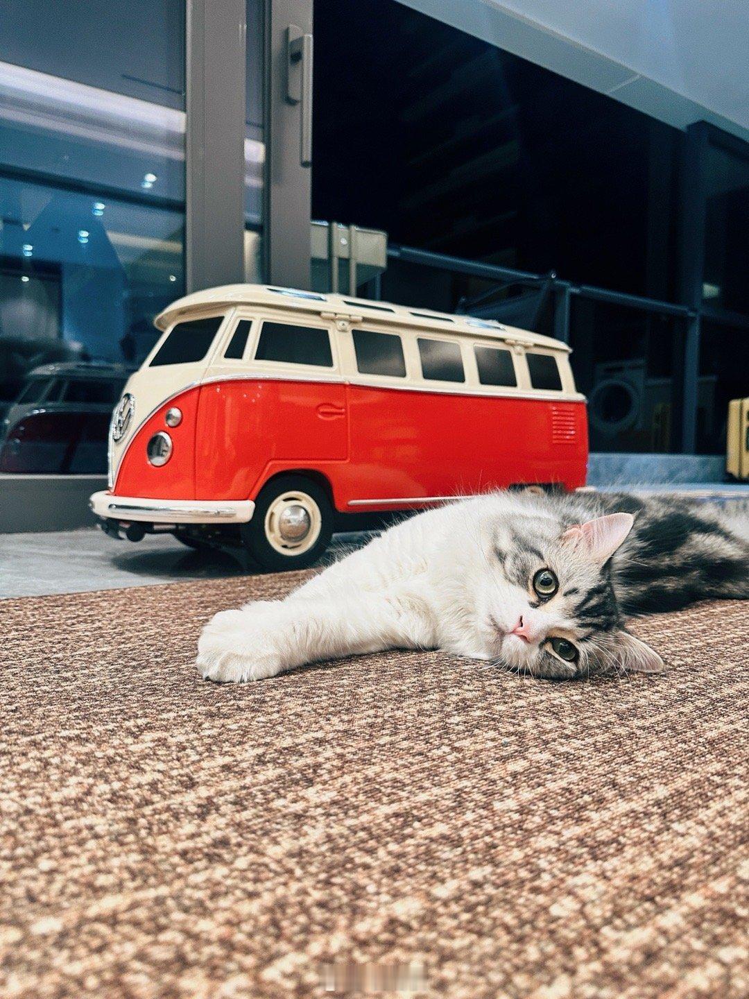 小猫活力满满，真是可爱☺️ 