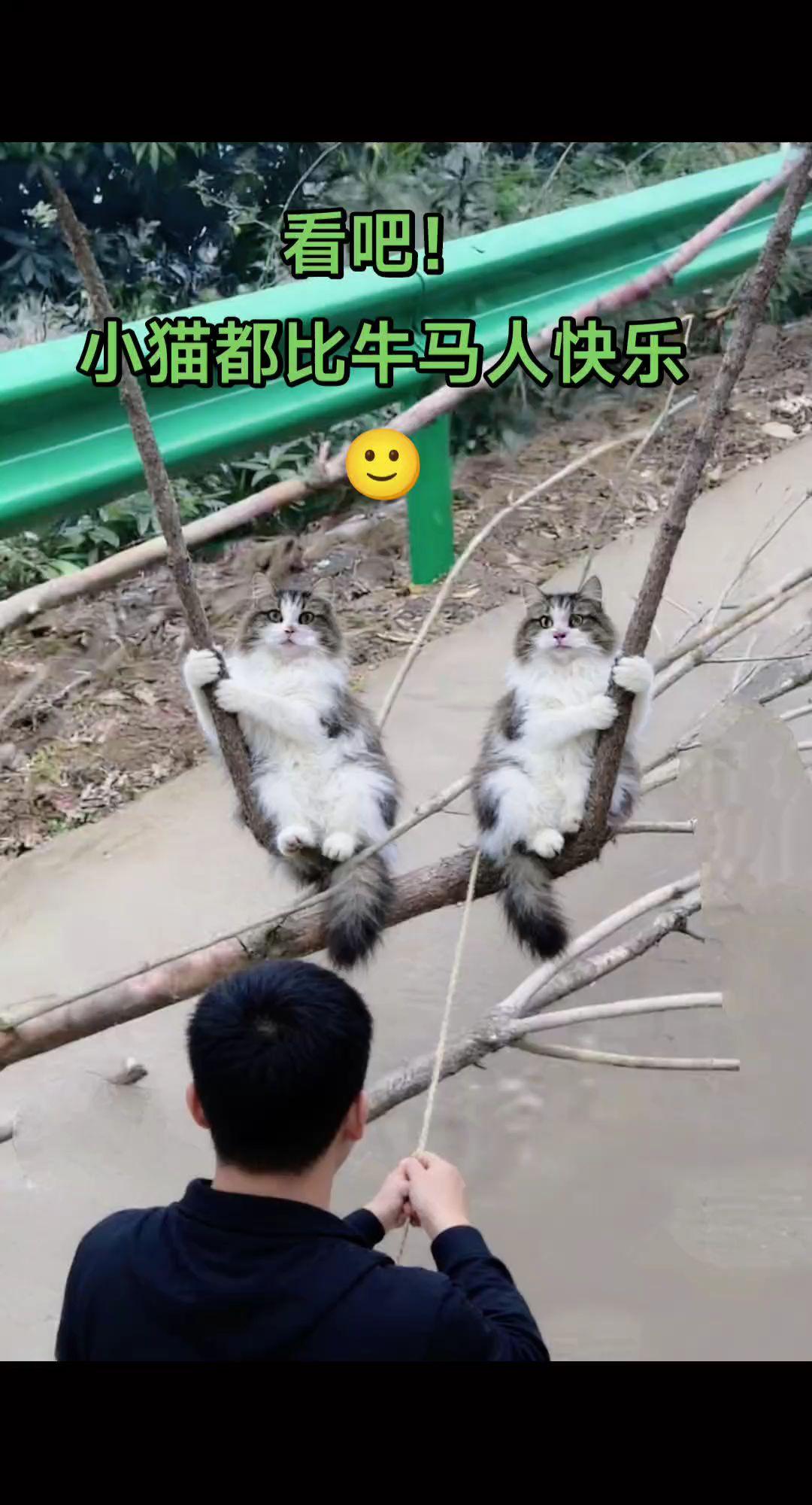 搞笑猫咪猫咪的迷惑行为 猫咪 猫猫