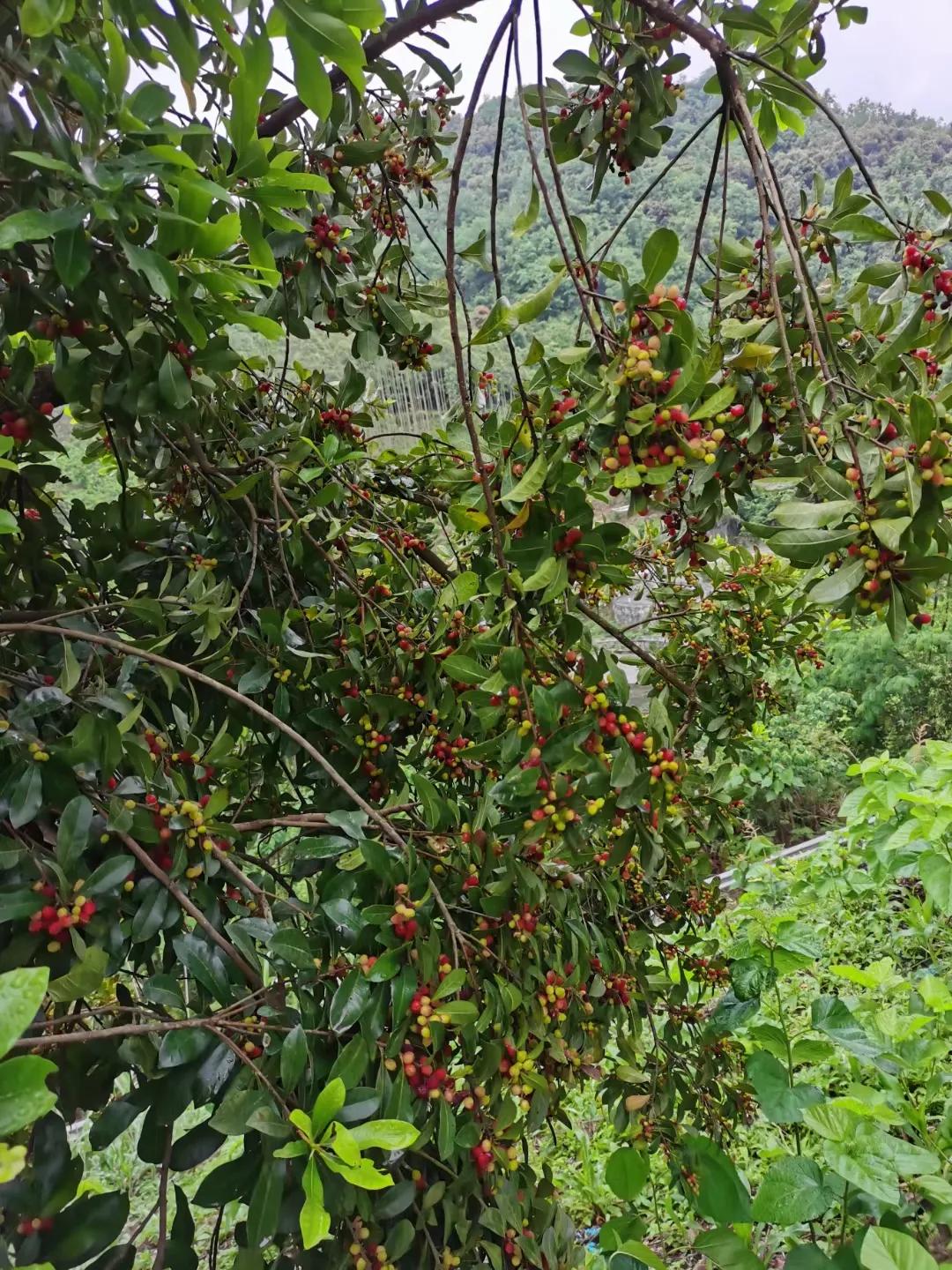 #下联：秋叶金黄铺古道，诚邀上联#冬雪洁白挂树梢