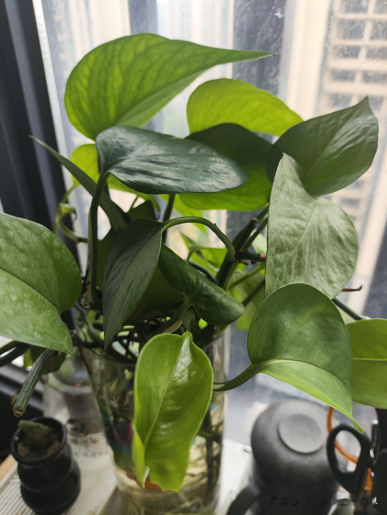 努力的搞这些
花花草草
开心就好
一切顺其自然
心态要稳绝美随手拍天空 实拍随手