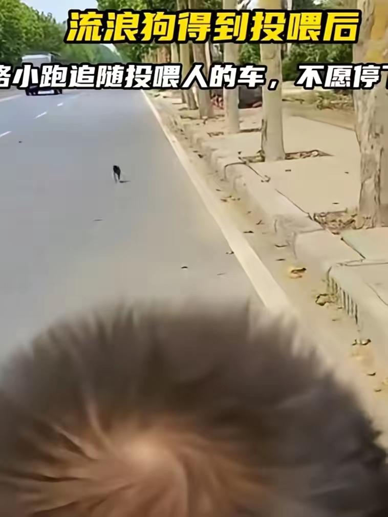 一段视频真的好感人，小哥俩投喂了一只小流浪狗狗。当他们上三轮车走后，小狗狗拼命的