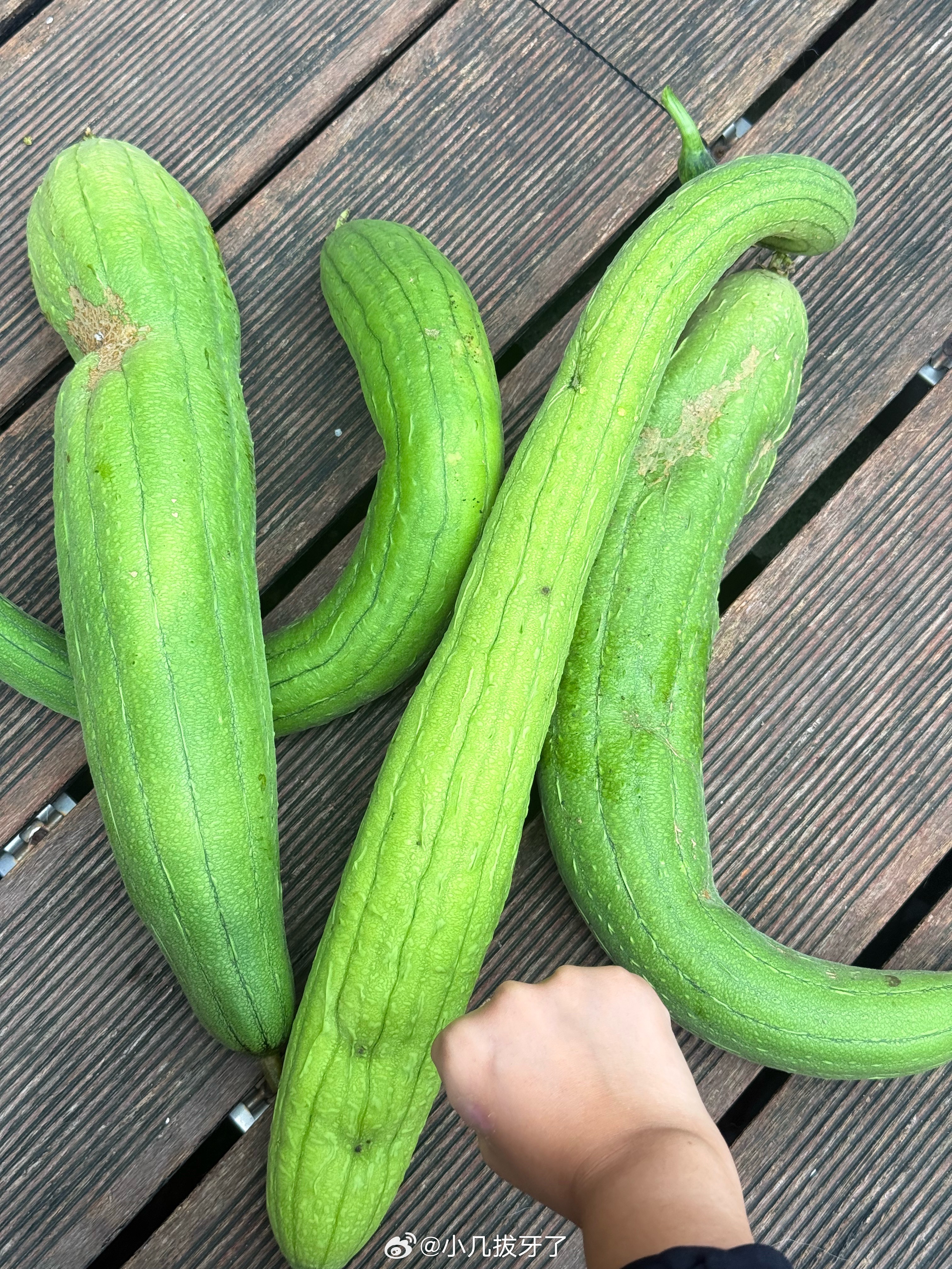 盘点那些我家种的天降美食同款变异瓜果。。。 ​​​