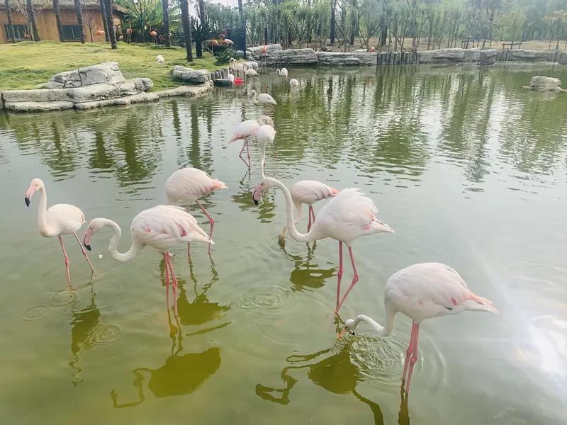 给大家推荐个不拥挤的好去处——金牛湖野生动物园。特别是带孩子的朋友，最好选择自驾