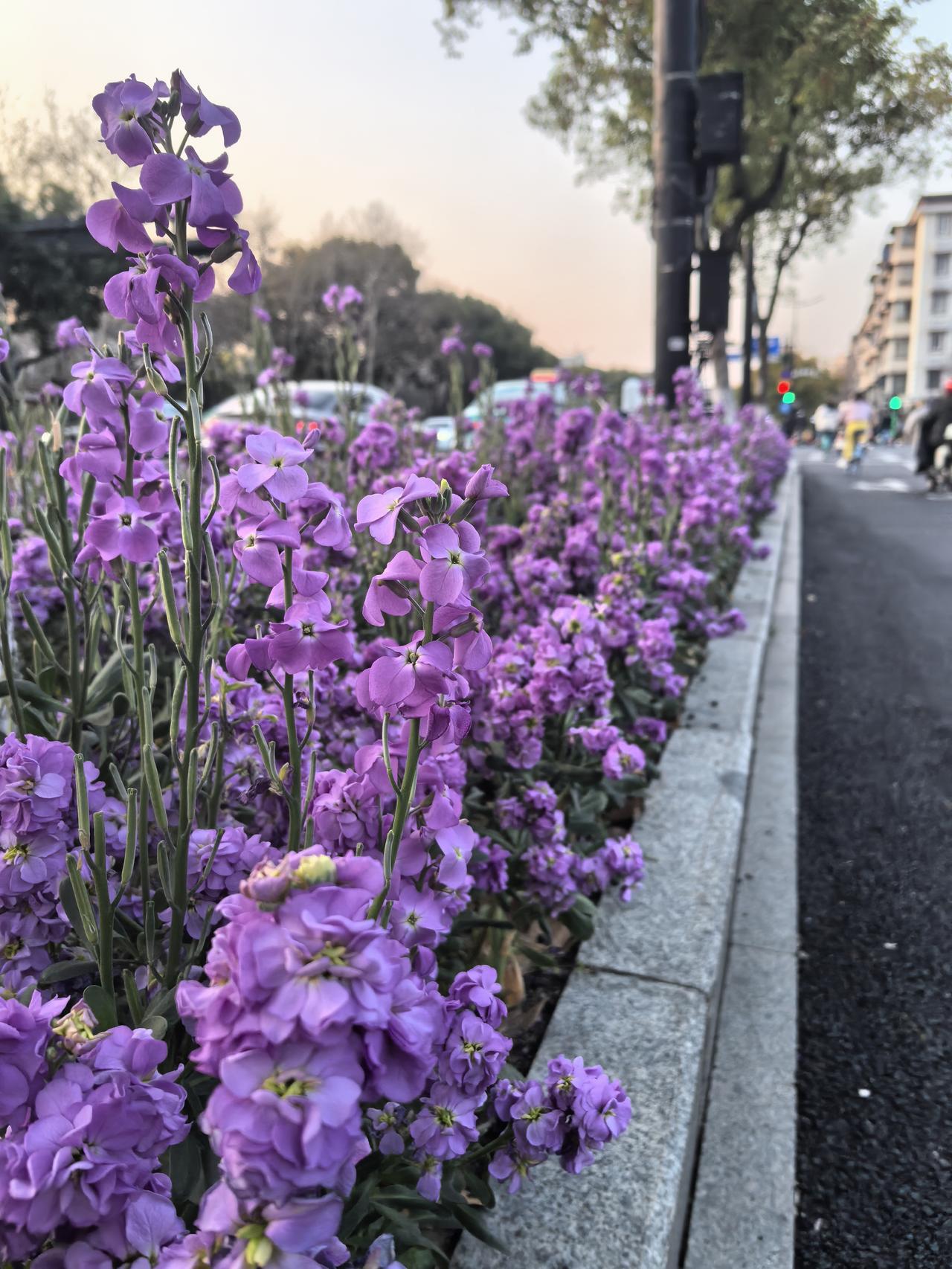 看到了“美到可以让你原地结婚”的绿化带，你知道这个梗吗？
      来到杭州，